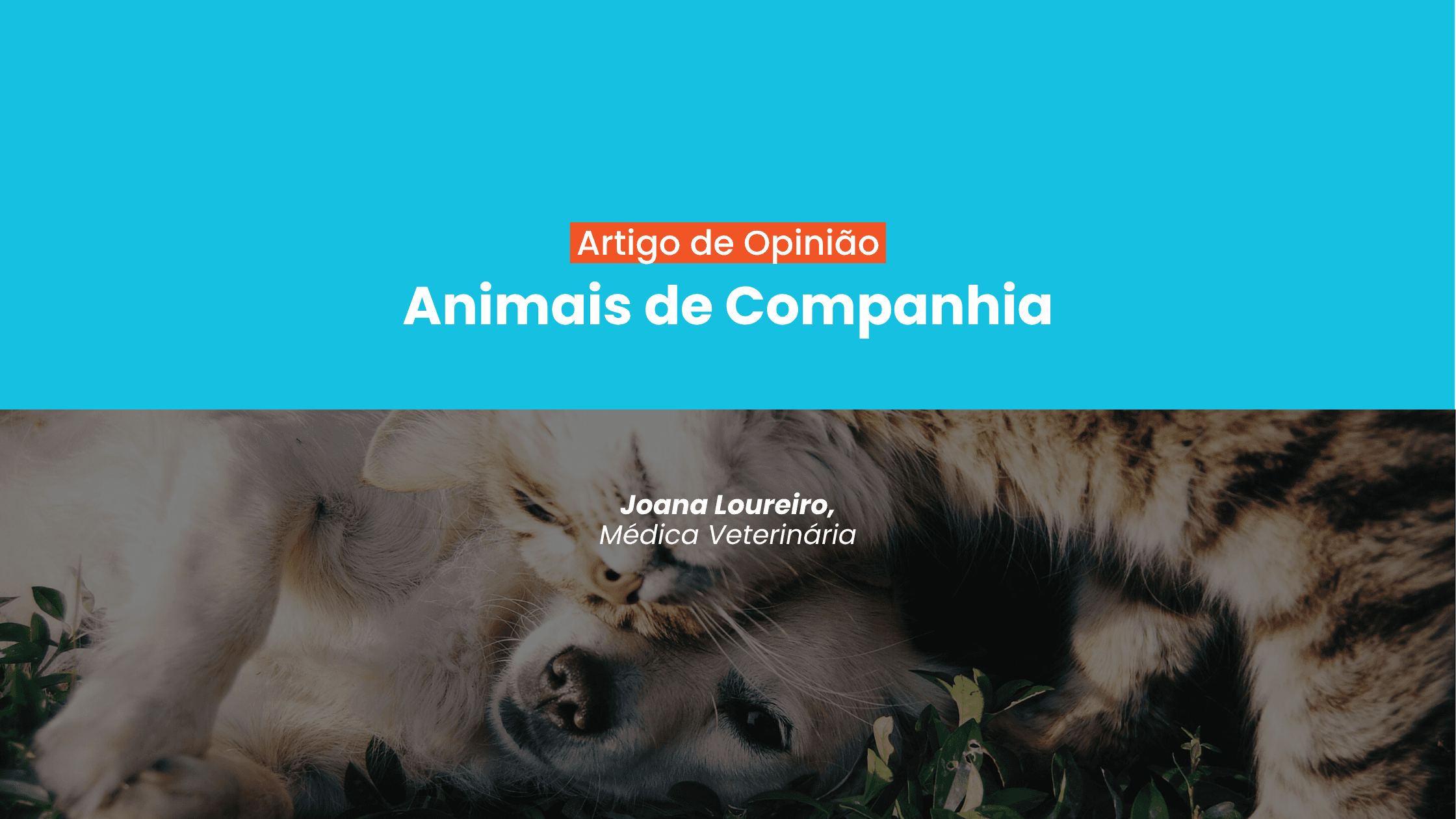 artigo-animal-companhia