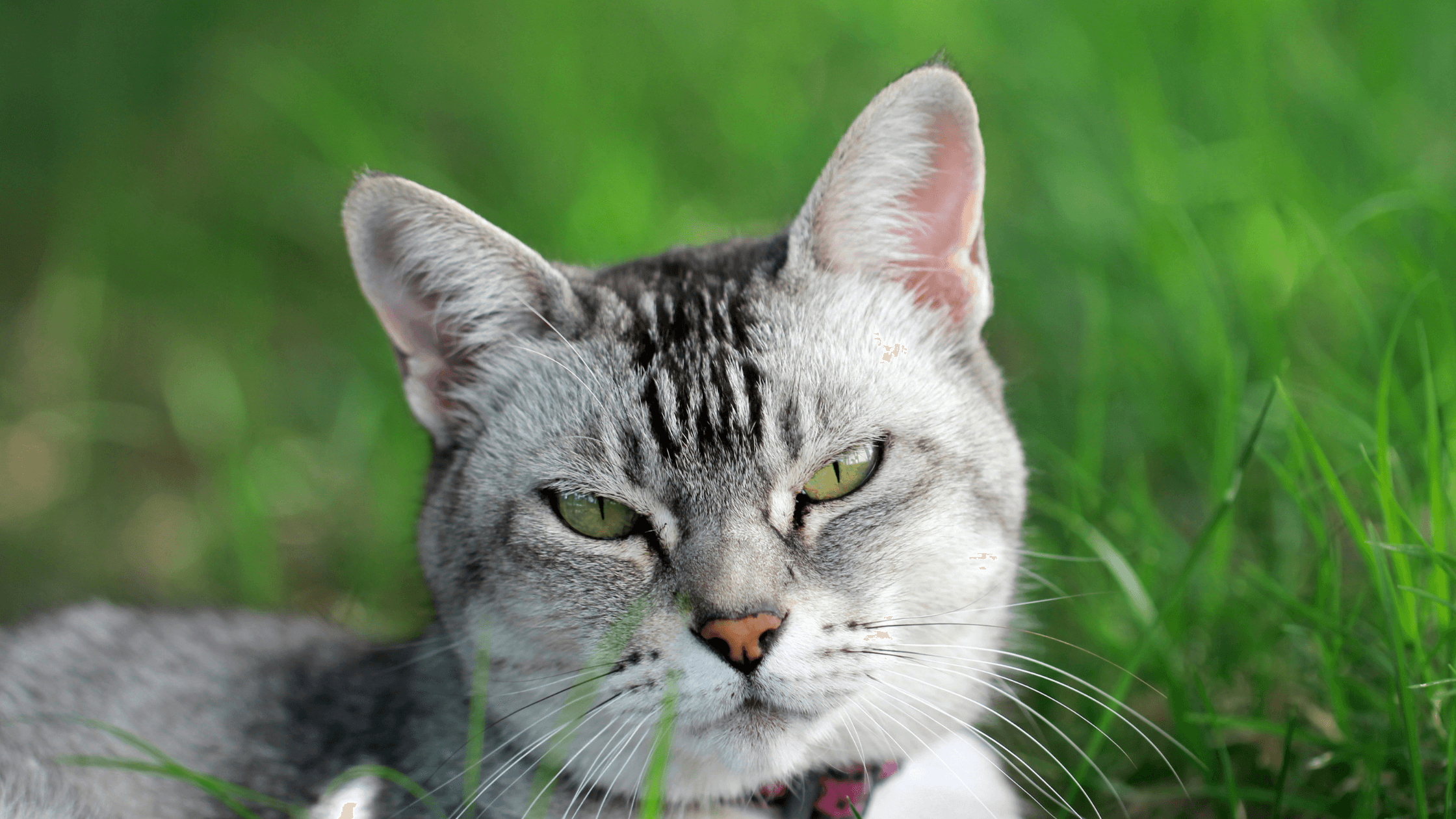 artigo-blog-animais